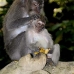monkey_macaque_balinese_mf_ubud_v_0654_bal0664.jpg